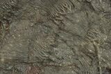 Silurian Fossil Crinoid (Scyphocrinites) Plate - Morocco #255720-2